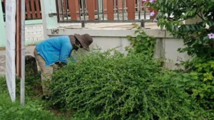 งานภาคสนาม